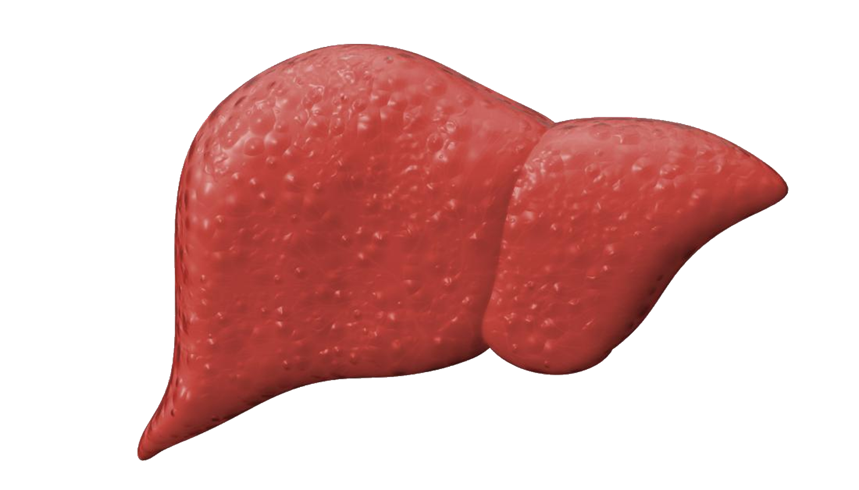 Liver